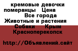 кремовые девочки померанцы › Цена ­ 30 000 - Все города Животные и растения » Собаки   . Крым,Красноперекопск